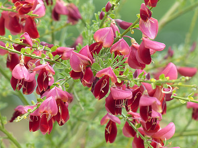 red petaled flowers thumbnail