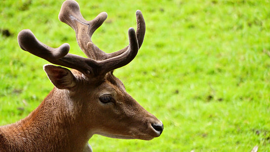 deer photography thumbnail