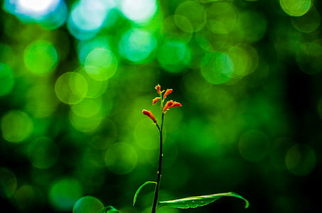 Selective Focus Photography of Orange Petaled Flower thumbnail
