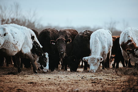 herd of cattle during daytime thumbnail