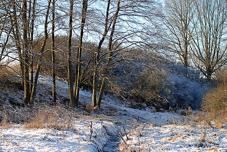 brown trees covered by snow at daytime thumbnail