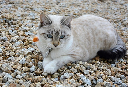 Siamese cat sitting on pebbles thumbnail