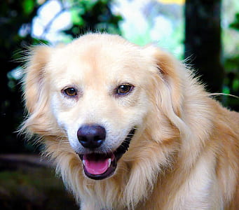 Golden retriever thumbnail
