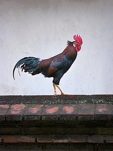 brown and black rooster on brick stones thumbnail