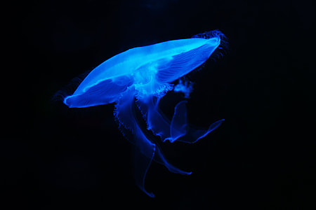 jelly fish thumbnail