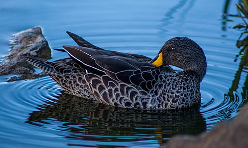 nature, bird, water, animal thumbnail