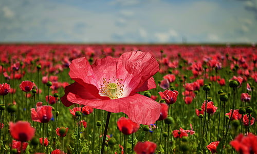 selective photo of red petaled flower thumbnail