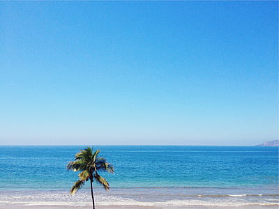green palm tree on shore at daytime thumbnail