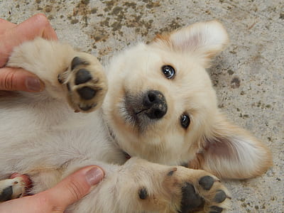 person petting brown puppy lying on floor thumbnail