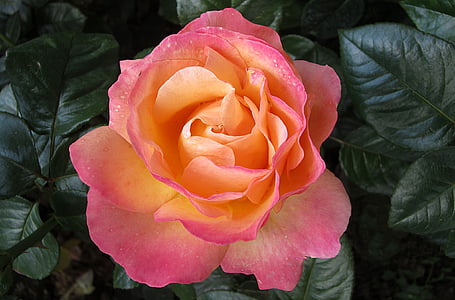 close-up photography of pink and orange rose flower thumbnail