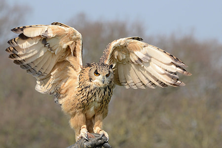 beige Owl spreading wings during daytime thumbnail