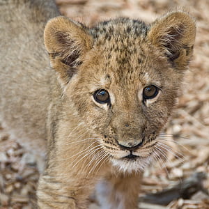 brown Lion cub thumbnail