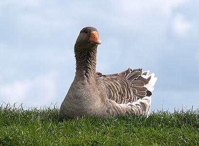 closeup photography of gray duck sitting on grass thumbnail
