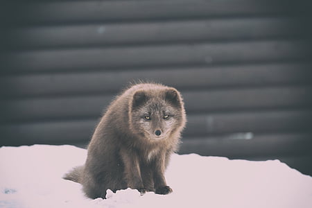 brown animal sitting on snow field thumbnail