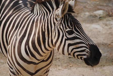 closeup photo of zebra thumbnail