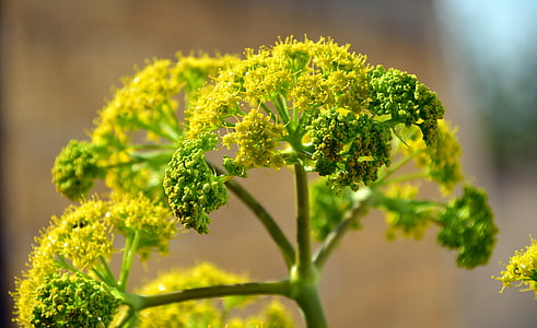 shallow focus of green flowers thumbnail
