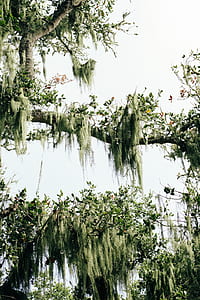 closeup photo of green leafed trees thumbnail