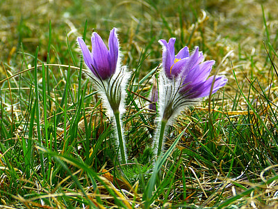 Pasque Flower, Common Pasque Flower thumbnail