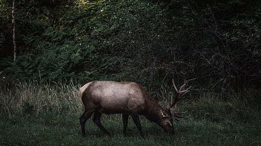 brown deer on green grass thumbnail