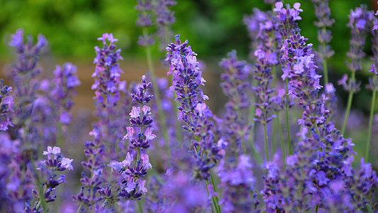 purple lavender flower field at daytime thumbnail