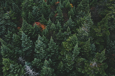 top view photo of green pine trees in forest thumbnail