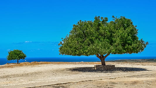 two green trees during daytime thumbnail