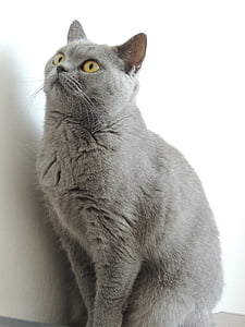 gray cat thumbnail