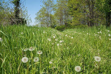 Daisy field thumbnail