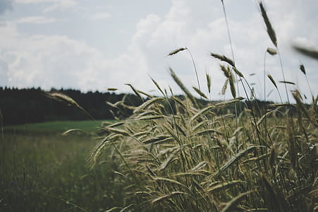 Selective Focus Photo of Wheat Plant Under Cloudy Sky thumbnail