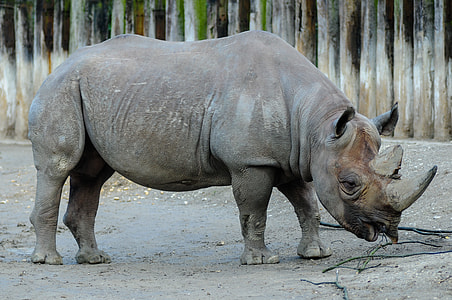 gray rhinoceros standing on soil near fence thumbnail