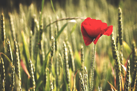selective focus of red poppy flower during daytime thumbnail