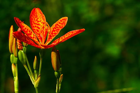 Flower, buds and seeed pods of an ornamental plant Iris domestica, commonly known as leopard lily, blackberry lily, and leopard flower. The bloom of each individual flower only last a single day. thumbnail