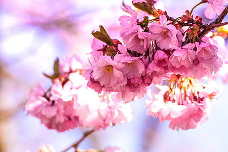 shallow focus photography of cherry blossoms thumbnail