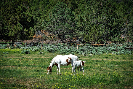 white horses on green field thumbnail