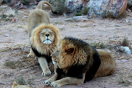two lion sitting along rocks thumbnail