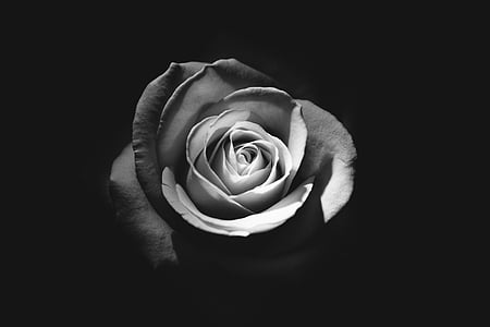 grayscale photograph of rose thumbnail