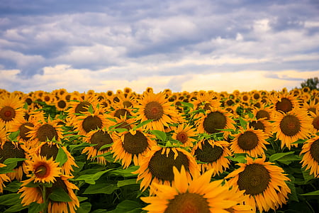 photography of sunflower field under cloudy sky thumbnail