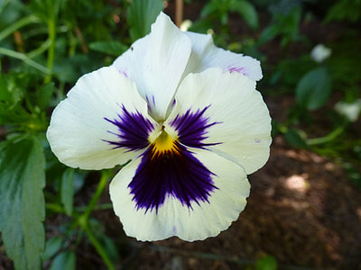 selective focus photo of white and purple pansy flower thumbnail