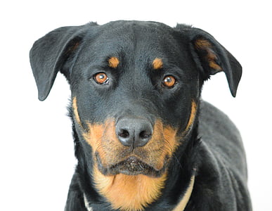 shallow focus photography of adult mahogany Rottweiler thumbnail