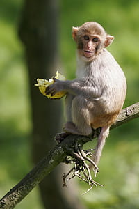 brown monkey sitting on brown branch thumbnail