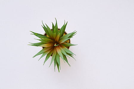 nature, plant, leaf, tree thumbnail