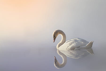 white swan photography during daytime thumbnail
