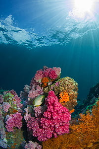 pink and grey corals underwater thumbnail