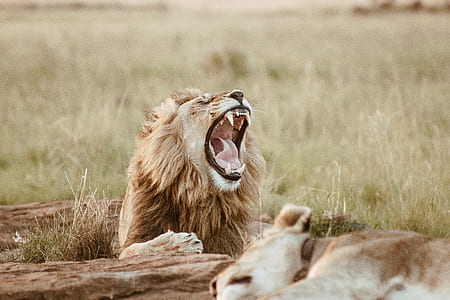 lion yawning thumbnail