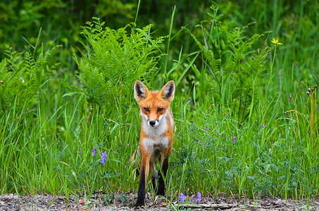 brown fox thumbnail