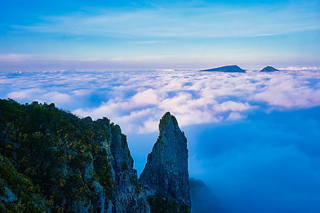 photo of green leaf tree near sea clouds thumbnail