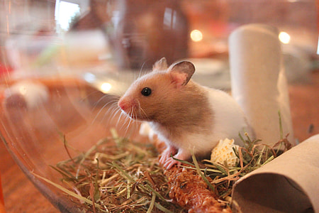 white and brown lab rat on terrarium thumbnail