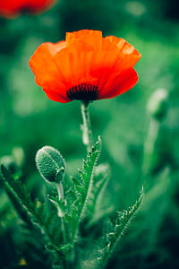 selective focus photo of red poppy in bloom at daytime thumbnail