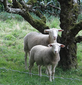 two gray sheeps standn thumbnail