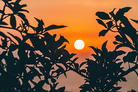 Late Afternoon Sun among the leaves in Lima, Peru thumbnail